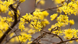 Inheemse struiken image