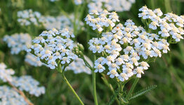 Inheemse planten image