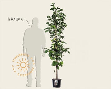 Magnolia 'Galaxy' image