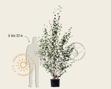 Betula utilis 'Doorenbos' - meerstammig image