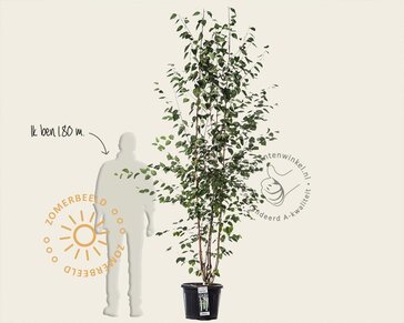 Betula utilis 'Doorenbos' - meerstammig