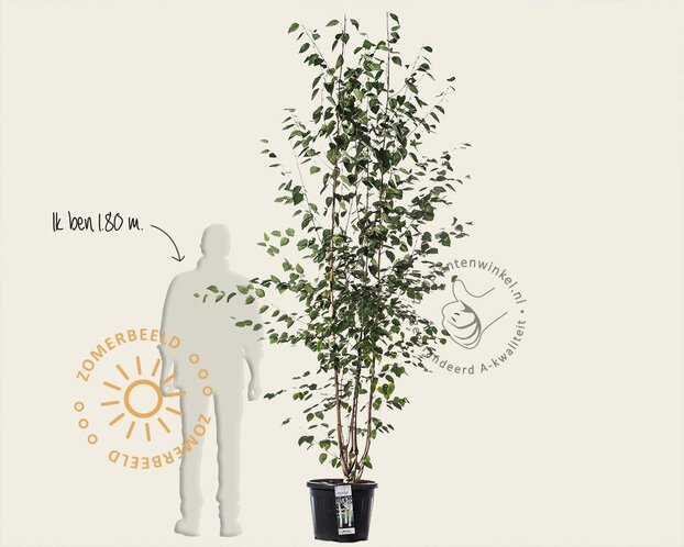 Betula utilis 'Doorenbos' - meerstammig