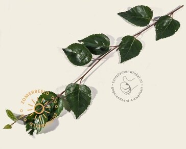 Betula utilis 'Doorenbos' - meerstammig