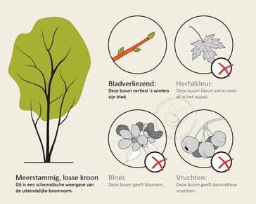 Betula utilis 'Doorenbos' - meerstammig