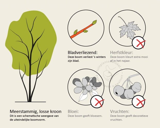 Betula utilis 'Doorenbos' - meerstammig