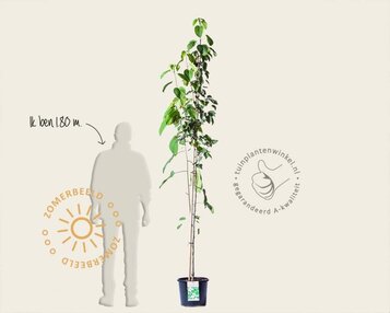 Davidia involucrata image