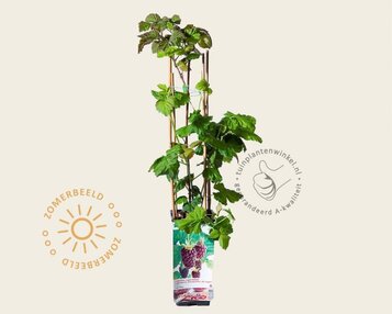 Rubus x loganobaccus (loganberry) image