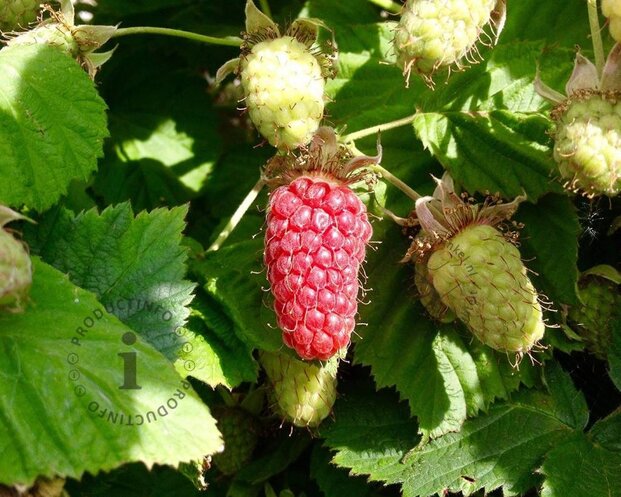 Rubus x loganobaccus (loganberry)