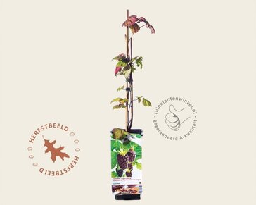 Rubus x loganobaccus (loganberry)