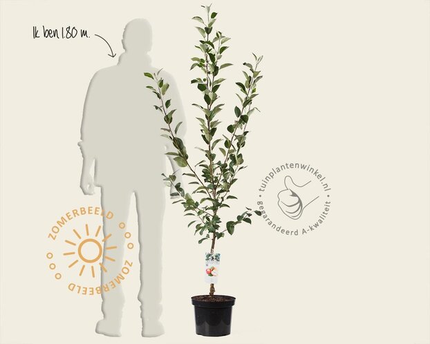 Malus domestica 'James Grieve' - laagstam