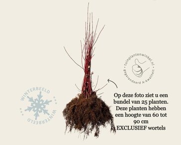 Cornus alba 'Siberica' - blote wortel