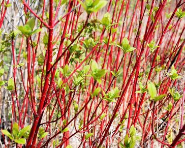 Cornus alba 'Siberica' - blote wortel