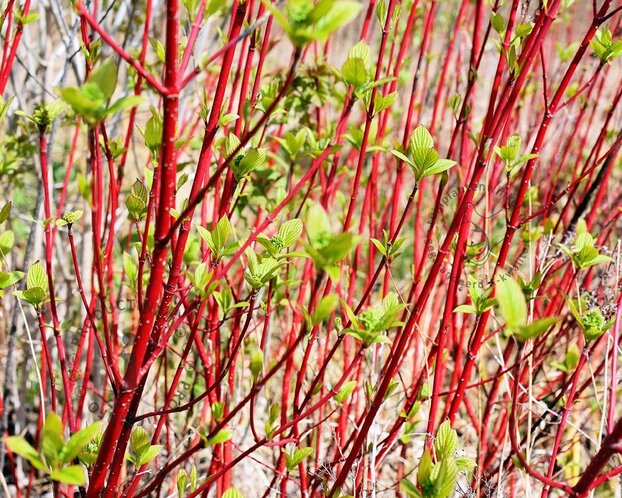 Cornus alba 'Siberica' - blote wortel