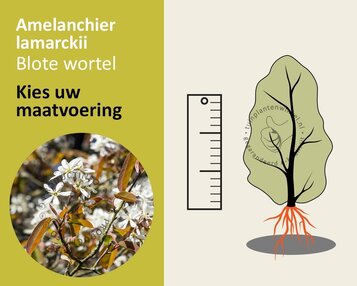 Amelanchier lamarckii - blote wortel image