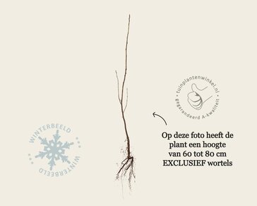 Amelanchier lamarckii - blote wortel