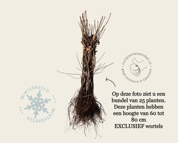 Amelanchier lamarckii - blote wortel