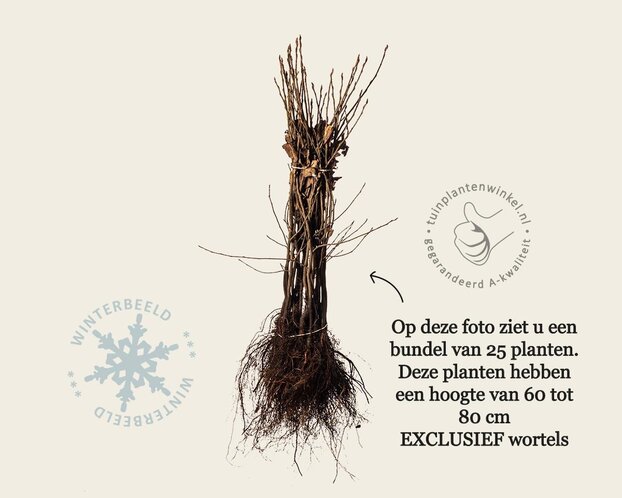 Amelanchier lamarckii - blote wortel