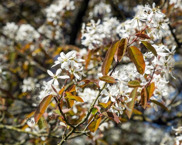 Amelanchier lamarckii - blote wortel