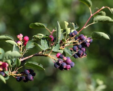 Amelanchier lamarckii - blote wortel