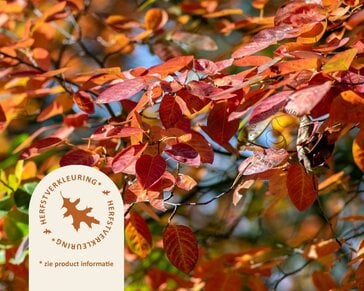 Amelanchier lamarckii - blote wortel