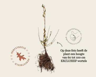 Cornus mas - blote wortel