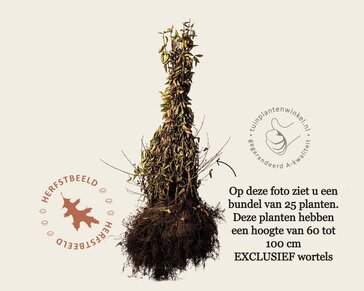 Cornus mas - blote wortel