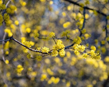 Cornus mas - blote wortel