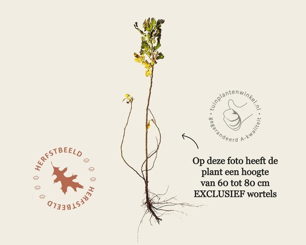 Rosa rugosa - blote wortel