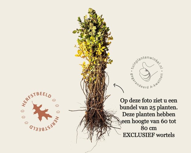 Rosa rugosa - blote wortel