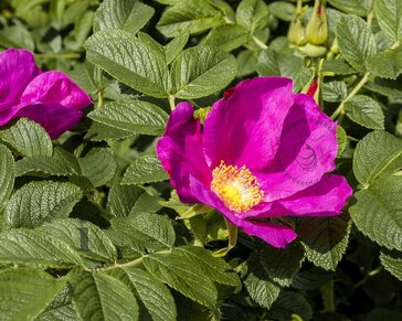 Rosa rugosa - blote wortel