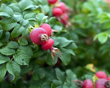 Rosa rugosa - blote wortel