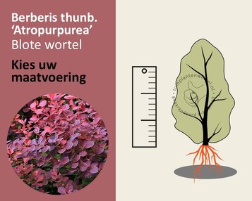Berberis thunbergii 'Atropurpurea' - blote wortel image