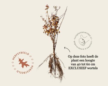 Berberis thunbergii 'Atropurpurea' - blote wortel