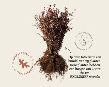 Berberis thunbergii 'Atropurpurea' - blote wortel