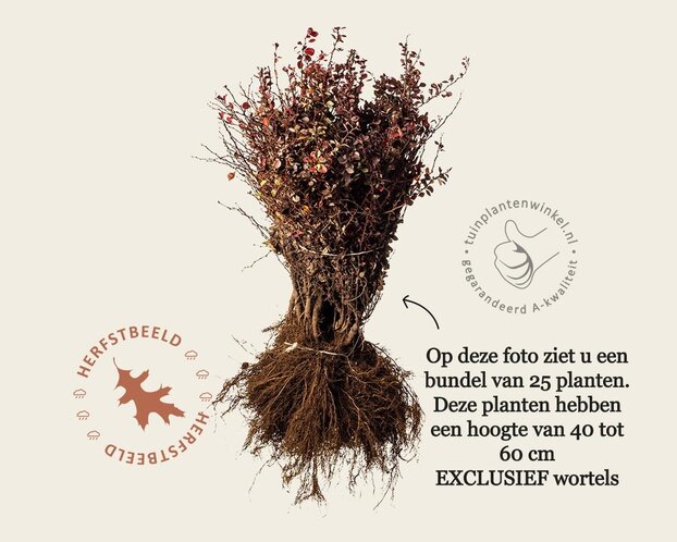 Berberis thunbergii 'Atropurpurea' - blote wortel