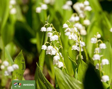 Convallaria majalis image