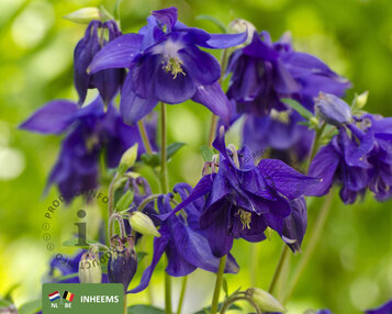 Aquilegia vulgaris image