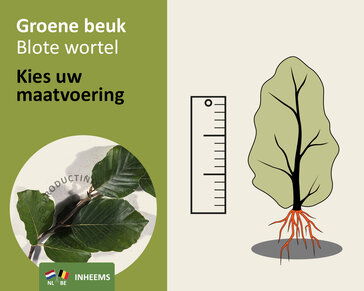 Fagus sylvatica (Groene Beuk) - blote wortel