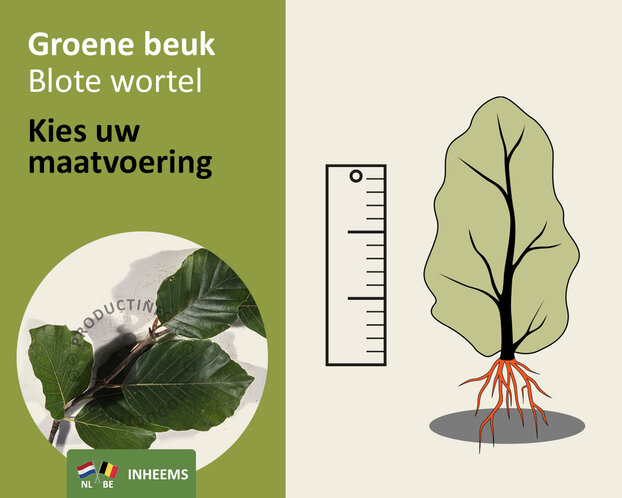 Fagus sylvatica (Groene Beuk) - blote wortel