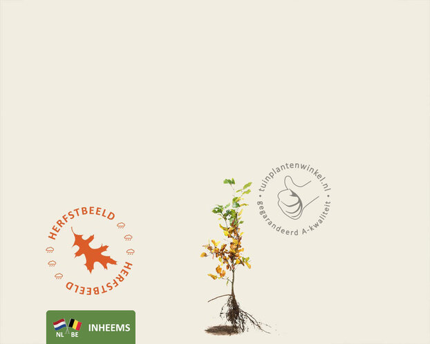 Fagus sylvatica (Groene Beuk) - blote wortel