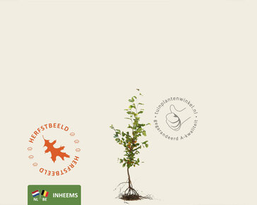 Fagus sylvatica (Groene Beuk) - blote wortel