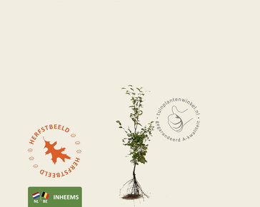 Fagus sylvatica (Groene Beuk) - blote wortel