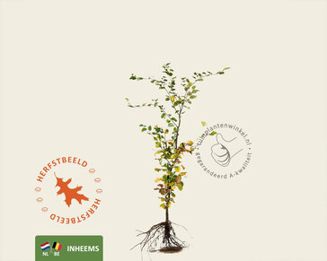 Fagus sylvatica (Groene Beuk) - blote wortel