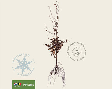 Fagus sylvatica (Groene Beuk) - blote wortel