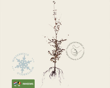 Fagus sylvatica (Groene Beuk) - blote wortel