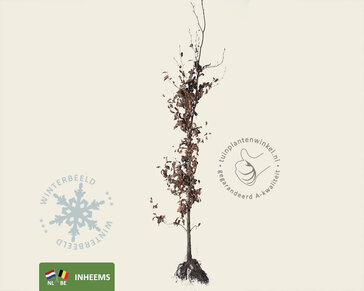 Fagus sylvatica (Groene Beuk) - blote wortel