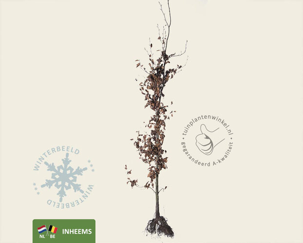 Fagus sylvatica (Groene Beuk) - blote wortel