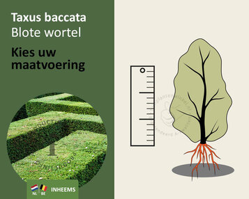 Taxus baccata - blote wortel image