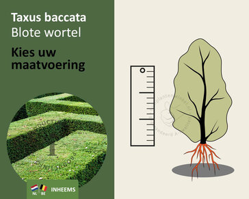 Taxus baccata - blote wortel