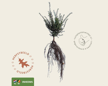 Taxus baccata - blote wortel